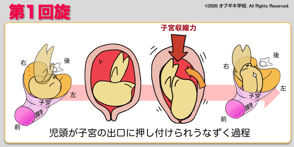分娩編1 回旋 新しい切り口の産婦人科学講座 │見えてくる産婦人科学 オブギネ学校