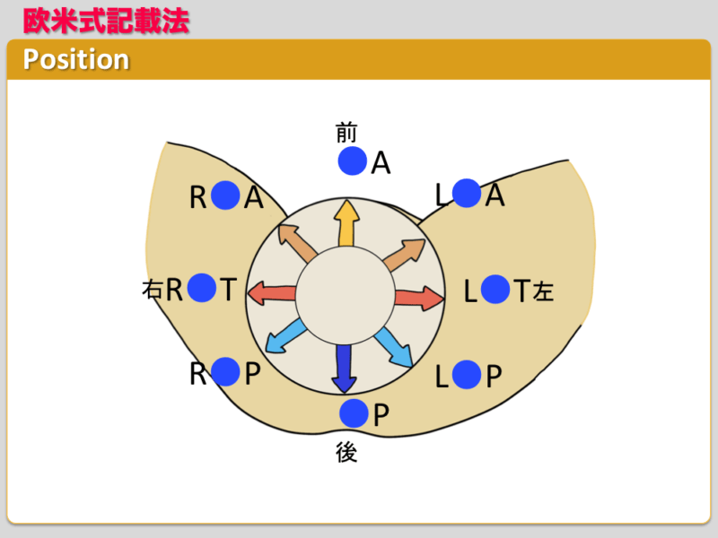胎児胎位, 胎児の頭部が子宮口に最も近い胎位はどれか – BEIORX