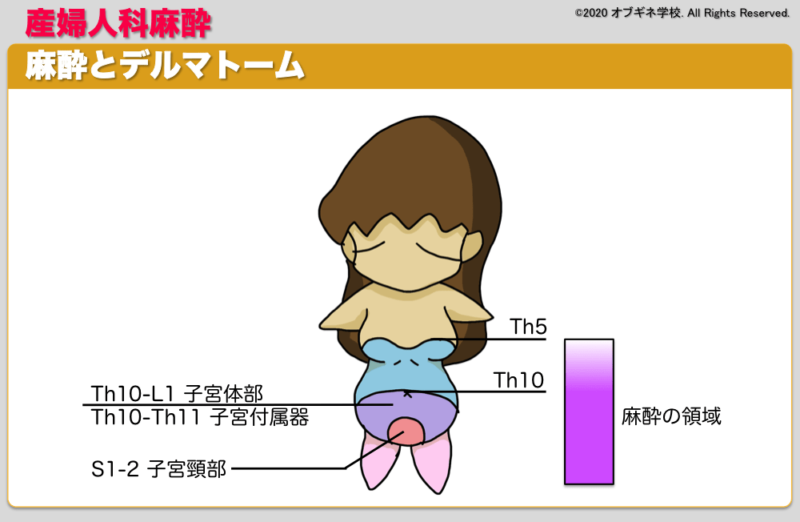 帝王切開の脊椎麻酔はどうして右側臥位でするの 見えてくる産婦人科学 オブギネ学校