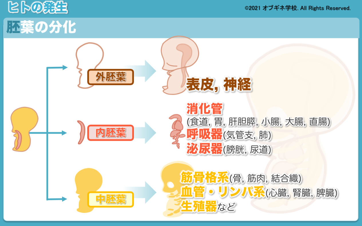 こんな解説が欲しかった ヒトの発生 見えてくる産婦人科学 オブギネ学校