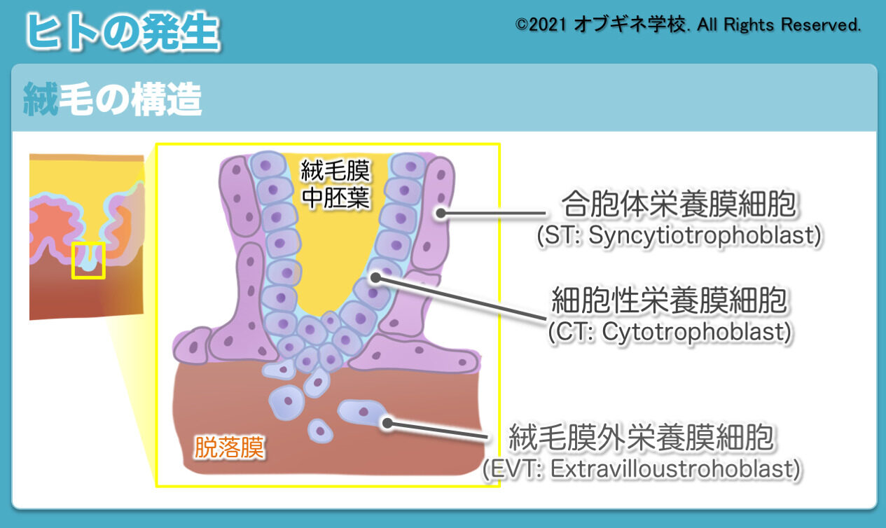 こんな解説が欲しかった ヒトの発生 見えてくる産婦人科学 オブギネ学校